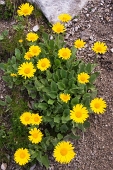 009 - Fiori gialli dal nome incerto